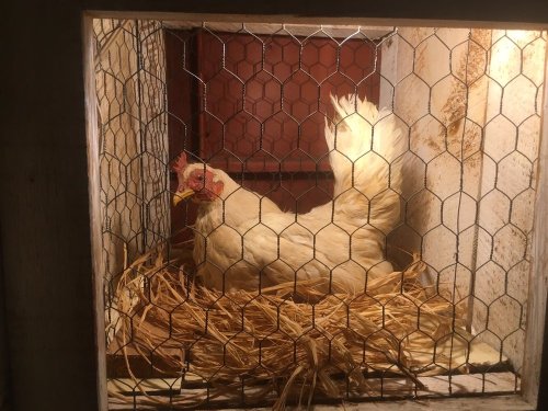 A white chicken sits in a wooden coop, surrounded by straw and enclosed by a wire mesh.