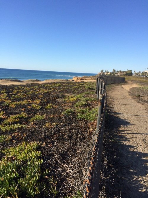 A coastal path lined with a fence, overlooking the ocean and greenery under a clear blue sky.