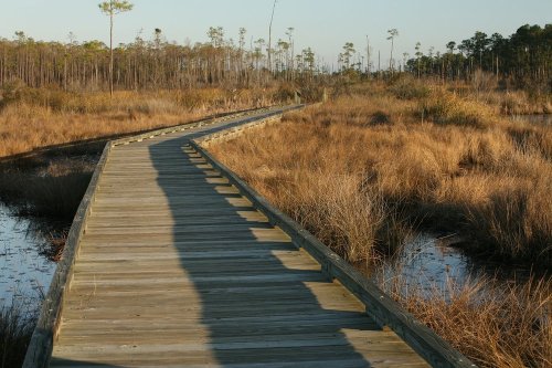 A wooden boardwalk winds through a marshy landscape with tall grasses and trees in the background.