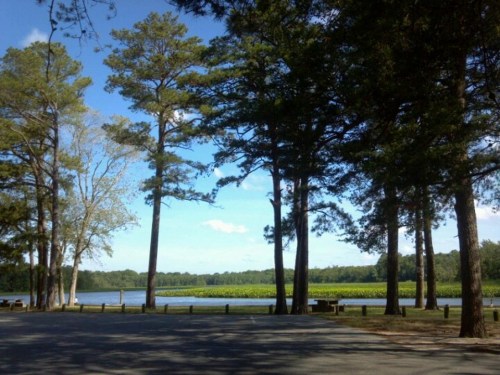 A serene lakeside view framed by tall trees under a clear blue sky, with green vegetation in the background.