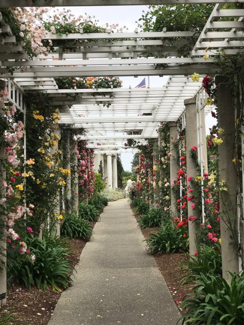 A pathway lined with colorful roses under a white trellis, leading through a lush garden.