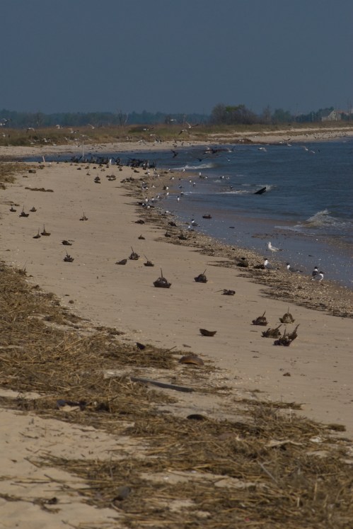 A sandy beach with scattered debris and various birds along the shoreline, under a clear blue sky.