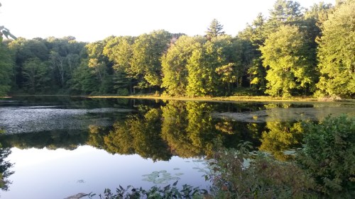 A serene lake surrounded by lush green trees, reflecting the vibrant foliage in calm waters.