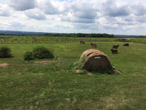 A grassy field with a hay bale and grazing animals, surrounded by vineyards under a cloudy sky.
