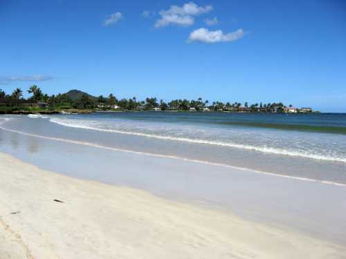 A serene beach scene with gentle waves, palm trees, and a clear blue sky in the background.