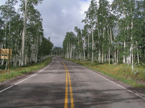 A winding road surrounded by tall, slender aspen trees under a cloudy sky. Green grass lines the roadside.