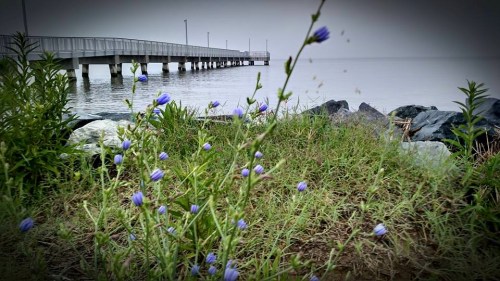A serene lakeside scene featuring purple flowers in the foreground and a pier extending over calm water in the background.