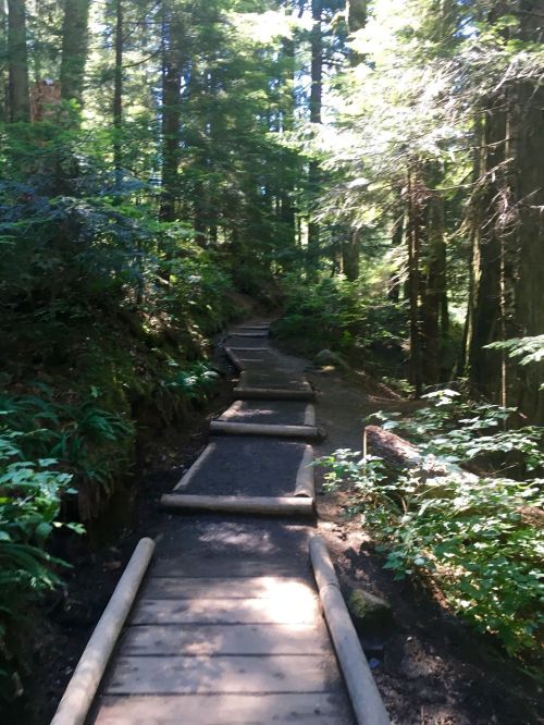 A winding wooden path through a lush green forest, surrounded by tall trees and dappled sunlight.