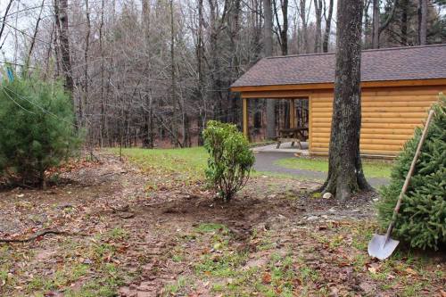 A garden area with a freshly dug patch, a small bush, and a wooden cabin in a wooded setting.