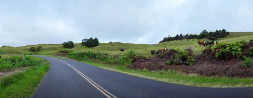 A winding road through green hills with cows grazing in the background under a cloudy sky.