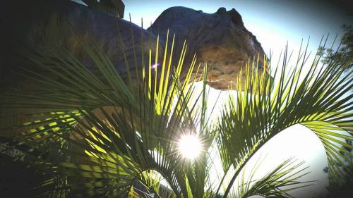 A close-up of palm leaves with sunlight shining through, framed by a rocky structure in the background.