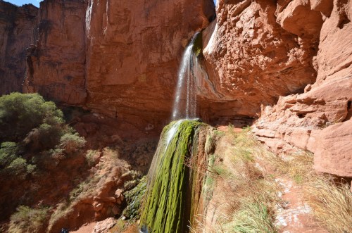 A waterfall cascading over red rock formations, surrounded by lush green moss and desert vegetation.