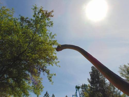 A long-necked dinosaur reaching for leaves on a tree under a bright sun.