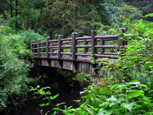 A wooden bridge spans a lush, green forest area, surrounded by dense foliage and a small stream below.