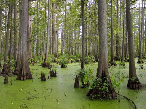 A lush swamp with tall trees and green water covered in algae, creating a serene, natural landscape.