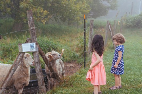 Two children in a foggy field observe sheep through a fence, surrounded by greenery and rustic wooden posts.