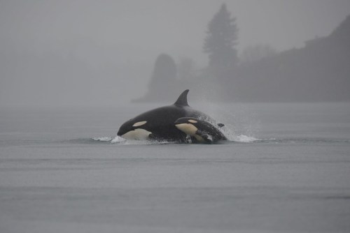 Two orcas surfacing in a misty, calm water setting, with trees faintly visible in the background.