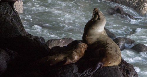 A sea lion and its pup rest on rocky shore, with waves crashing in the background.