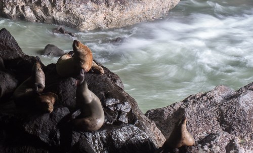 A group of sea lions resting on rocky shore near flowing water, with gentle waves and a serene atmosphere.
