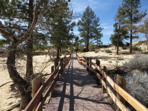 A wooden boardwalk leads through a sandy area with trees under a clear blue sky.