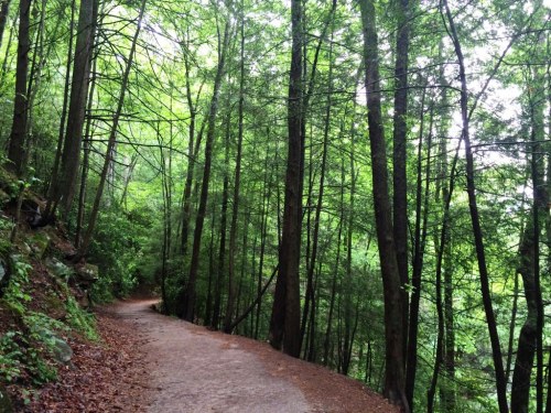 A winding dirt path through a lush green forest with tall trees and dense foliage.