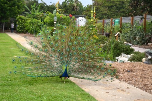 A peacock displaying its vibrant, iridescent feathers in a lush garden setting.