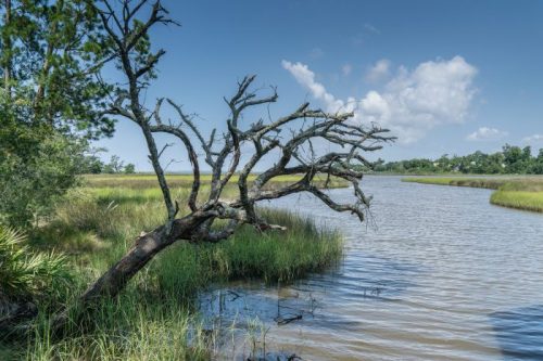 A gnarled tree leans over a calm waterway, surrounded by lush green marshland and a clear blue sky.