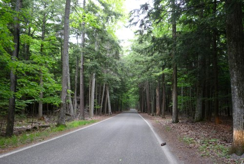 A serene, tree-lined road stretches through a lush green forest, inviting exploration and tranquility.