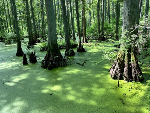 Lush green swamp with cypress trees and a surface covered in green algae, dappled sunlight filtering through the canopy.