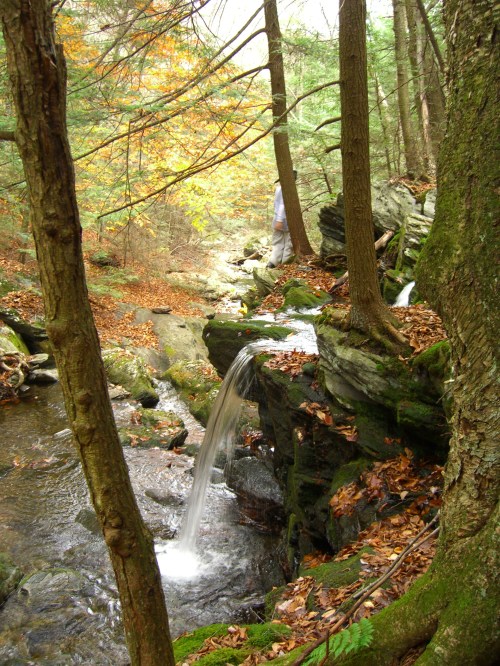 A serene forest scene with a small waterfall flowing over rocks, surrounded by autumn foliage and tall trees.