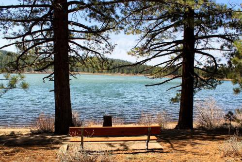 A serene lakeside view framed by tall pine trees, featuring a wooden bench overlooking the water.