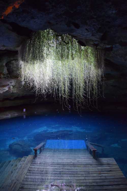 A serene underground cave with a clear blue pool and cascading green vines from the ceiling.