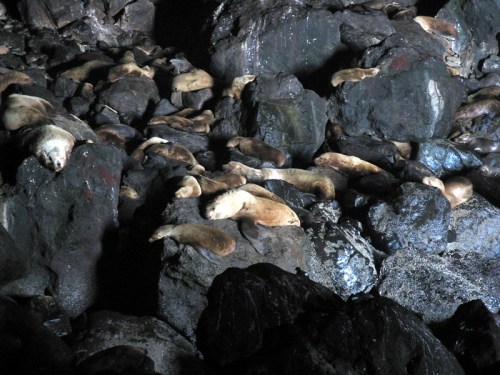 A group of seals resting on dark, rocky terrain in a dimly lit environment.