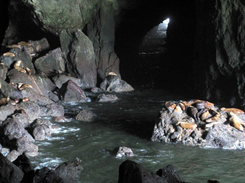 Seals resting on rocks inside a dark cave, with water flowing and light visible at the cave's entrance.