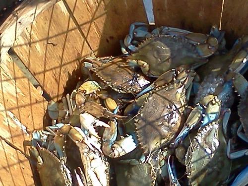 A wooden basket filled with live blue crabs, showcasing their distinctive blue claws and shells.