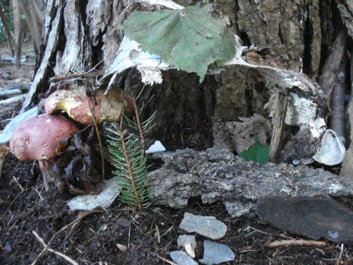 A close-up of a tree trunk with mushrooms, leaves, and stones scattered on the ground, creating a natural habitat.