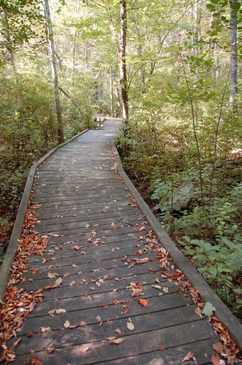 A winding wooden boardwalk through a lush, green forest with scattered autumn leaves.