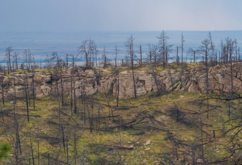 A landscape of charred trees and rocky terrain, with a hazy sky above, indicating a recent wildfire.