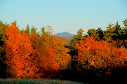 Vibrant autumn foliage in shades of orange with a distant mountain peak under a clear blue sky.