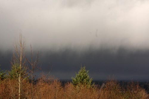A moody sky with dark clouds looms over a landscape of bare trees and evergreen foliage.