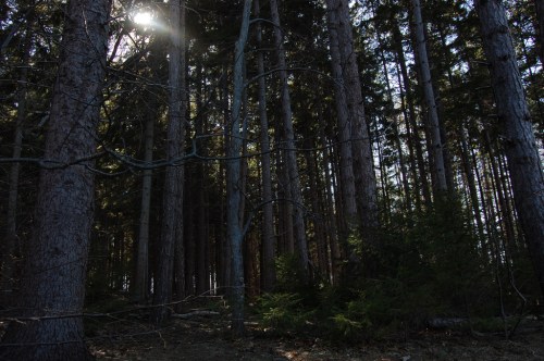 Sunlight filters through tall trees in a dense forest, creating a serene and tranquil atmosphere.