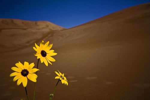 Three bright yellow flowers stand out against a sandy desert landscape and a clear blue sky.
