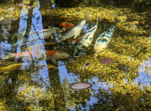 A serene pond with colorful koi fish swimming among pebbles and reflections of trees on the water's surface.
