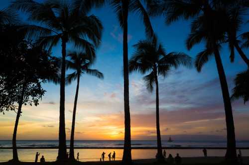 Silhouettes of people against a vibrant sunset over the ocean, framed by palm trees.