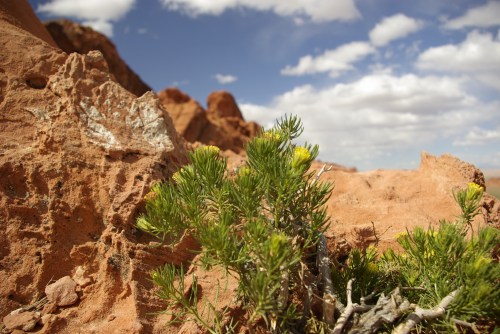 A close-up of green foliage against a backdrop of red rock formations and a blue sky with fluffy clouds.