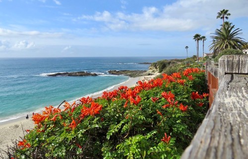 A coastal view featuring vibrant orange flowers, palm trees, and a serene beach under a partly cloudy sky.