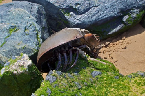 A horseshoe crab resting among rocks and sand, with green moss covering the stones.