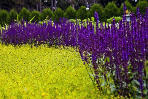 A vibrant garden scene featuring tall purple flowers alongside a field of yellow wildflowers.