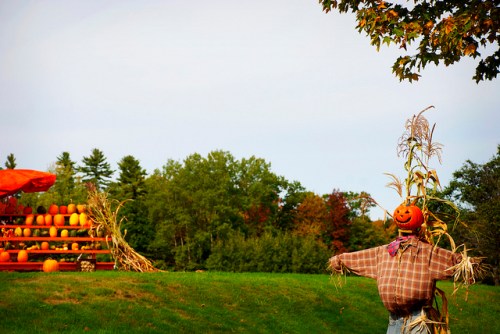 A scarecrow with a pumpkin head stands in a field, with a backdrop of pumpkins and trees under a cloudy sky.