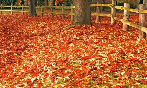A serene scene of a wooden fence surrounded by a vibrant carpet of orange and red autumn leaves.